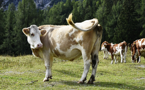 В Пензенской области выросли показатели животноводства