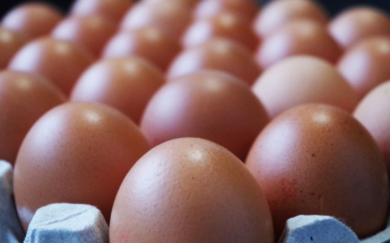 В Пензенской области открылся крупный инкубаторий яиц индейки за 2 млрд рублей