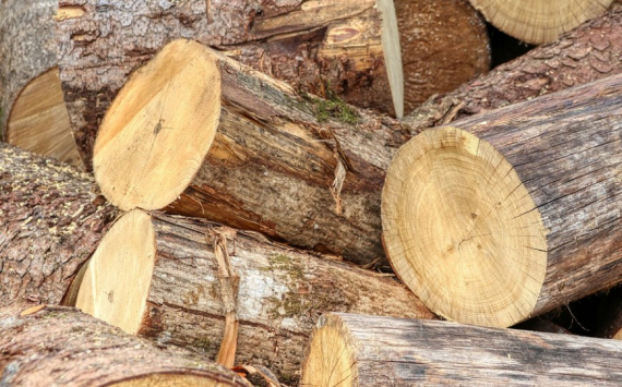 В Пензенской области хотят нарастить долю переработки древесины