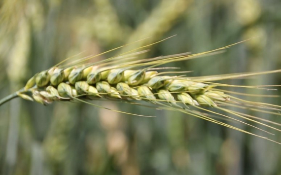 Пензенская область экспортировала более 36 тыс. тонн зерна