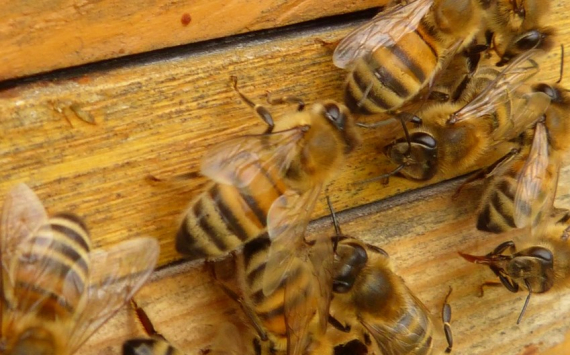 В Пензенской области число пчелиных семей превысило 50 тысяч