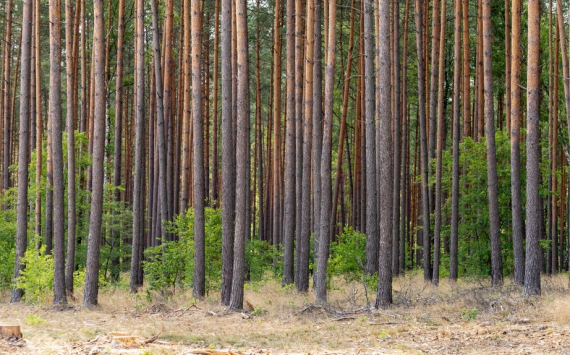 В Пензенской области доходы от лесов достигли 55,9 млн рублей