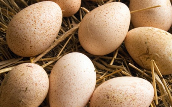 В Пензе появится завод по производству яиц индейки за 25 млн евро