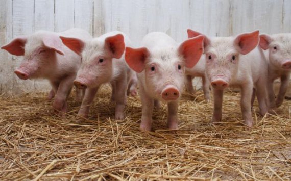 В Пензенской области инвестор построит свиноводческие комплексы