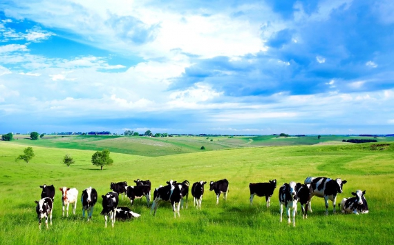 Пензенская область сохранила лидерство по приросту надоев молока