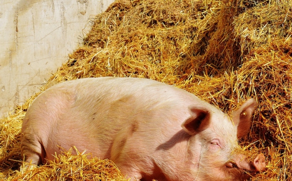 В Пензенской области открыт первый свинокомплекс нового формата